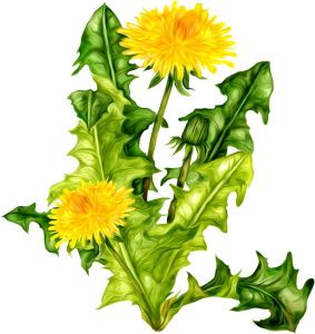 Dandelion PNG-12866